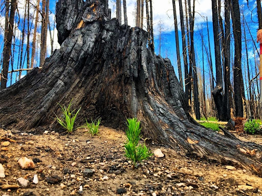 Lodgepole pine seedlings emerging from burned soil in the Badger Creek fire burn scar, on the CO-WY border